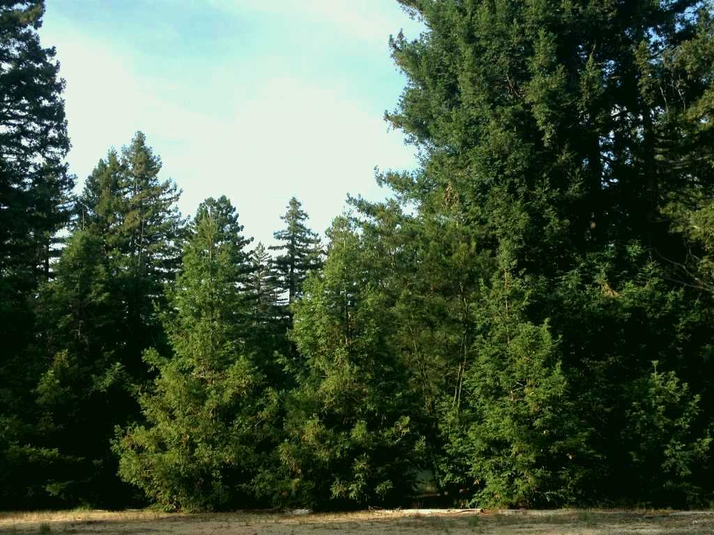 SubjectCoach | Pialligo Redwood Forest