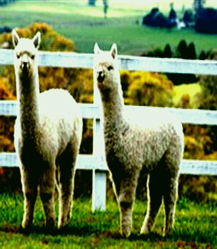 SubjectCoach | Alpaca Products Australia