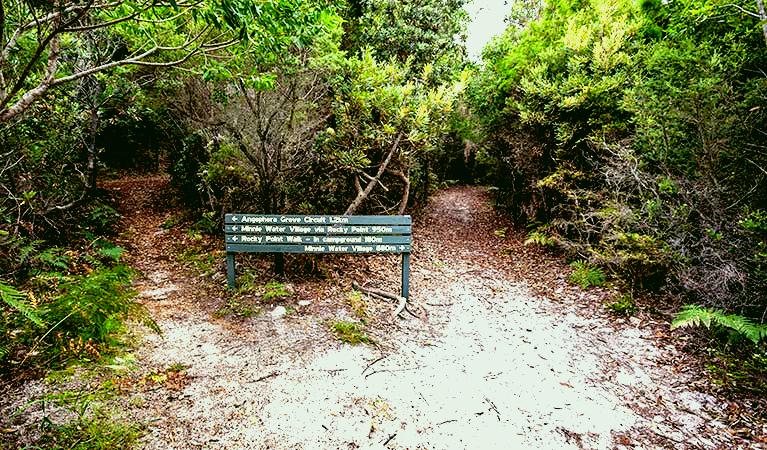 SubjectCoach | Angophora grove walking track