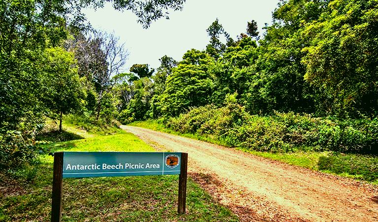 SubjectCoach | Antarctic Beech picnic area