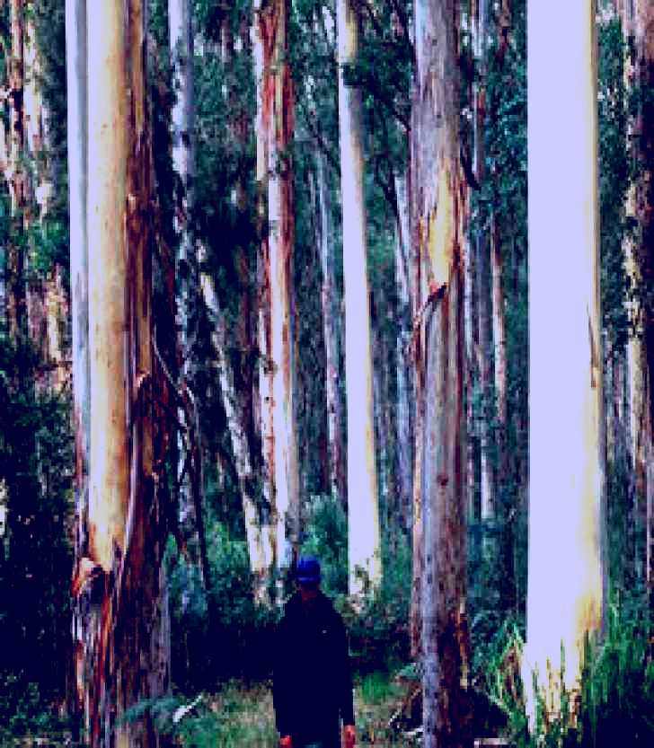 SubjectCoach | Blue Gum Forest