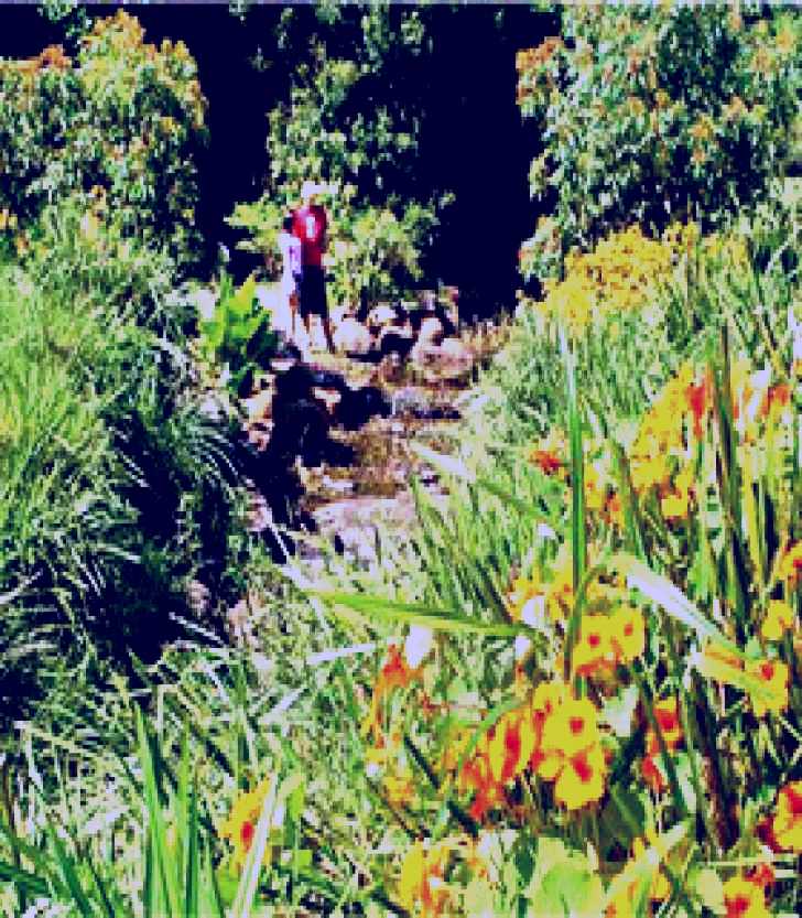 SubjectCoach | Bonaira Native Gardens