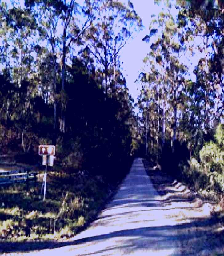 SubjectCoach | Box Cutting Rainforest Walk