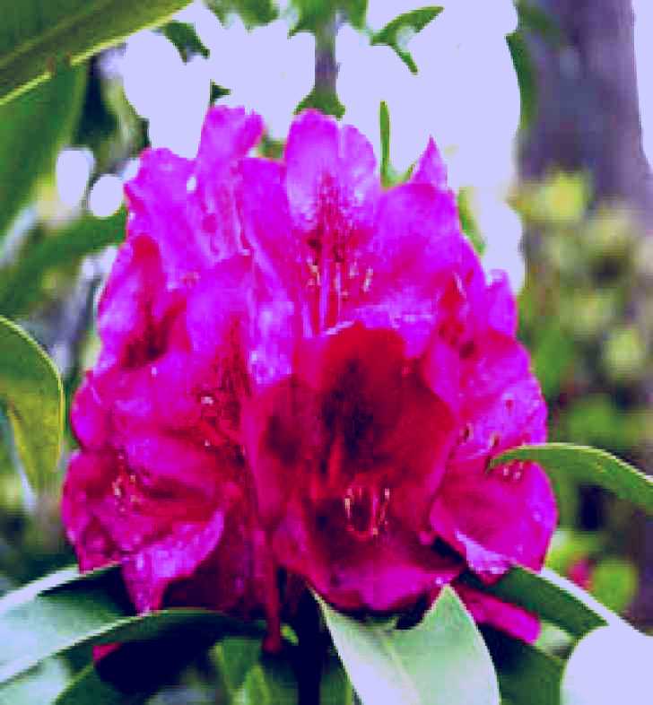 SubjectCoach | Campbell Rhododendron Gardens