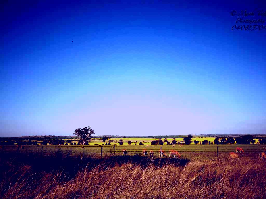 SubjectCoach | Cootamundra Bird Walk