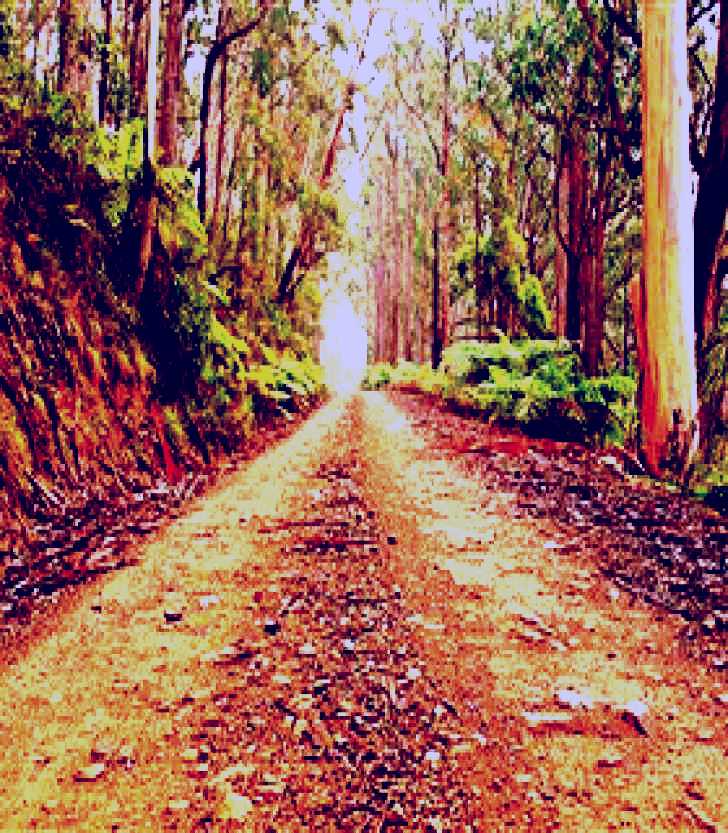 SubjectCoach | Cycle Mogo State Forest