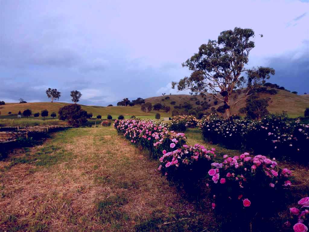 SubjectCoach | Damasque Rose Oil Farm