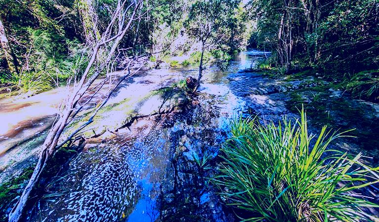 SubjectCoach | Dawson River walking track