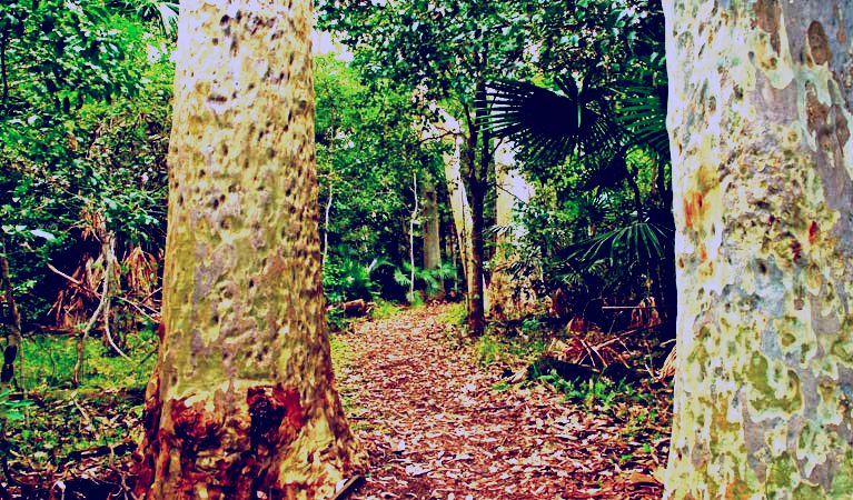 SubjectCoach | Depot Beach Rainforest walk