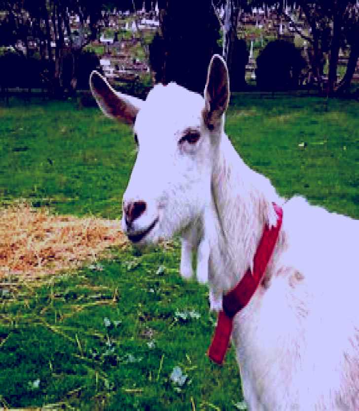 SubjectCoach | Dunkell Goats