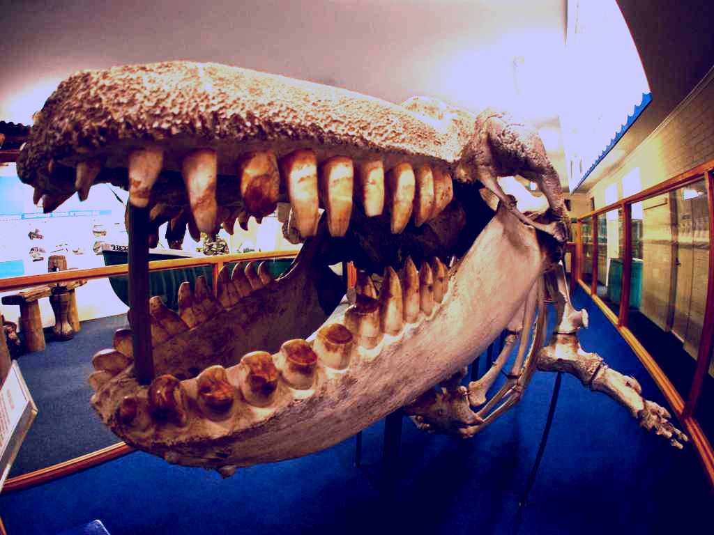 SubjectCoach | Eden Killer Whale Museum