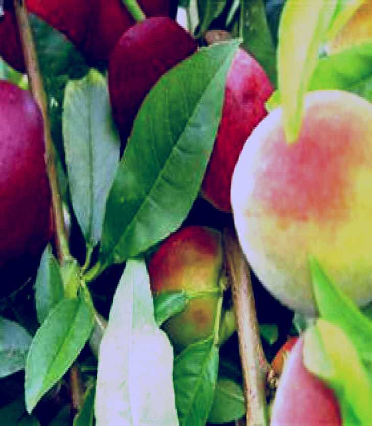 SubjectCoach | Fruit Salad Tree Company