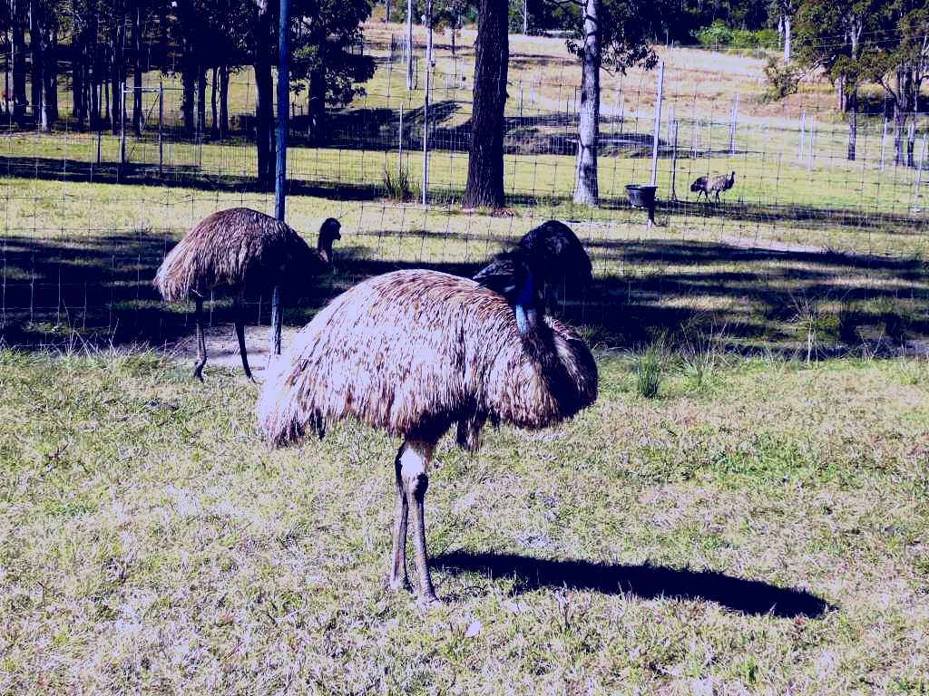 SubjectCoach | Glen Ian Ostrich and Emu Farm