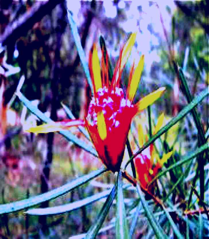 SubjectCoach | Glenbrook Native Plant Reserve and Nursery