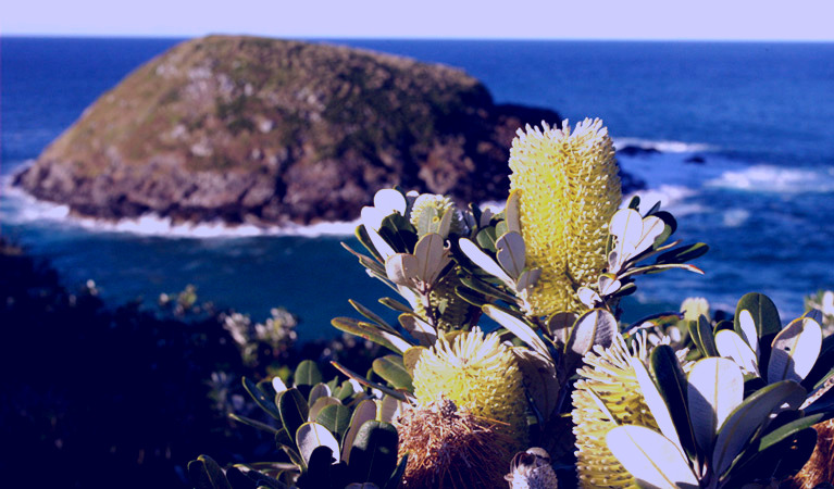 SubjectCoach | Green Island walking track