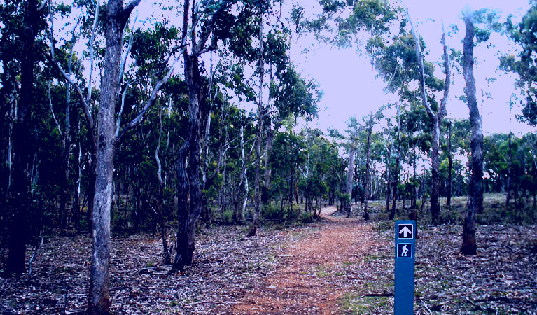 SubjectCoach | Green track