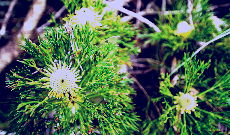 SubjectCoach | Illawarra lookout walking track