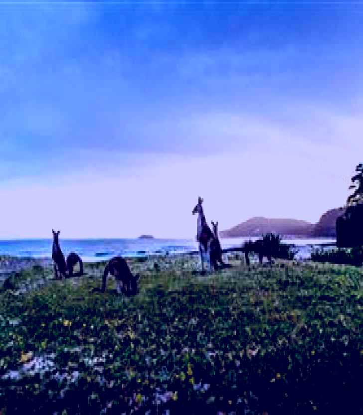 SubjectCoach | Pebbly Beach