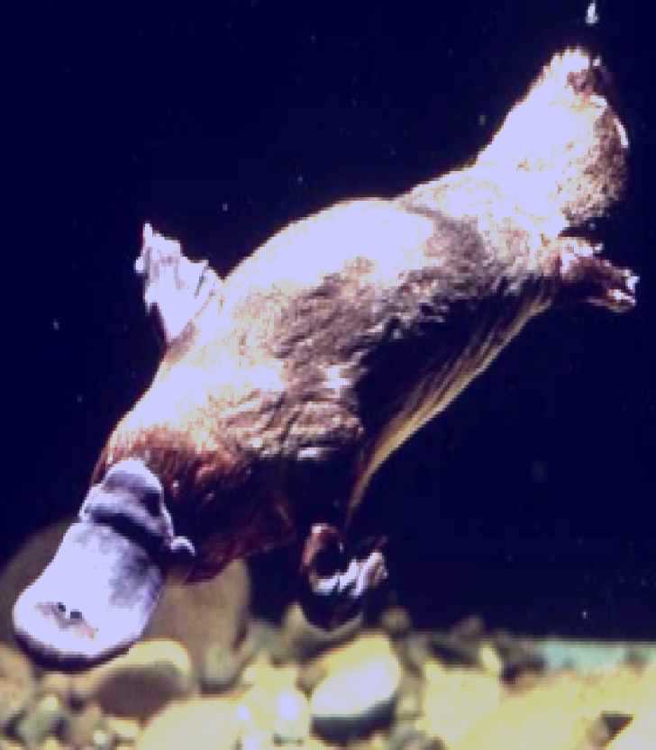 SubjectCoach | Platypus Pool