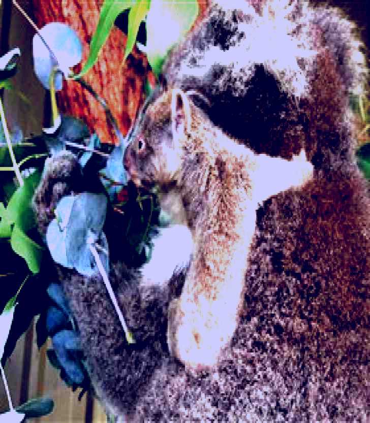 SubjectCoach | Potoroo Palace