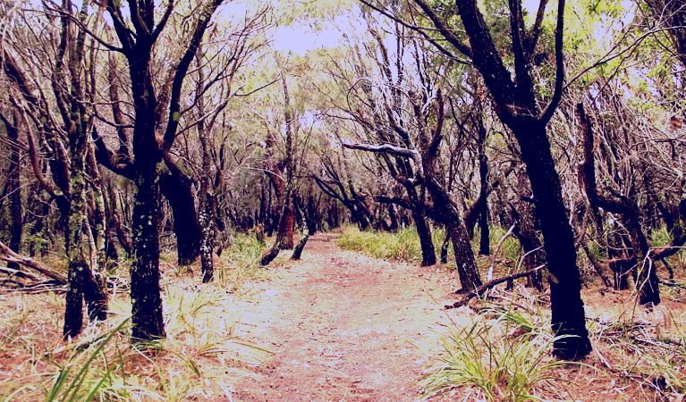 SubjectCoach | Pretty Beach to Snapper Point walking track