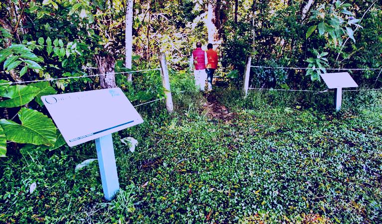 SubjectCoach | Rainforest walk