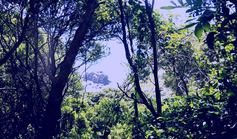 SubjectCoach | Rainforest walking track