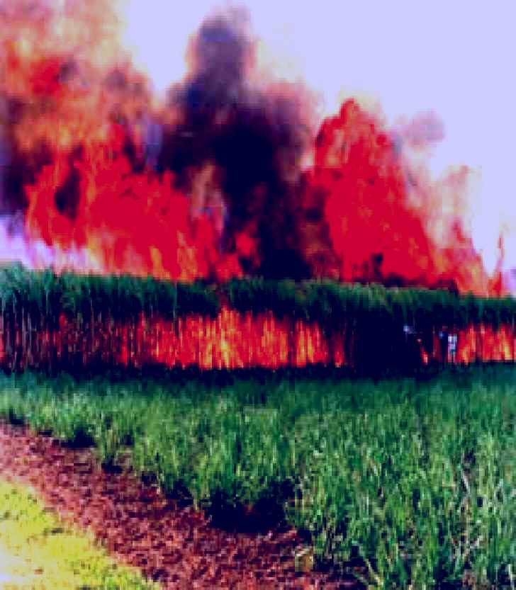 SubjectCoach | Reeves Family Sugar Cane Farm