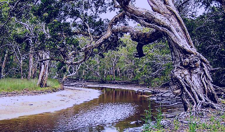 SubjectCoach | Saltwater National Park