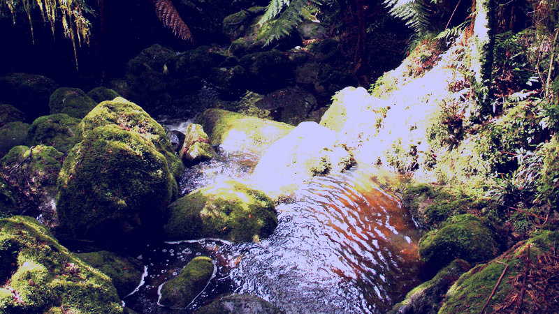 SubjectCoach | South East Forests National Park