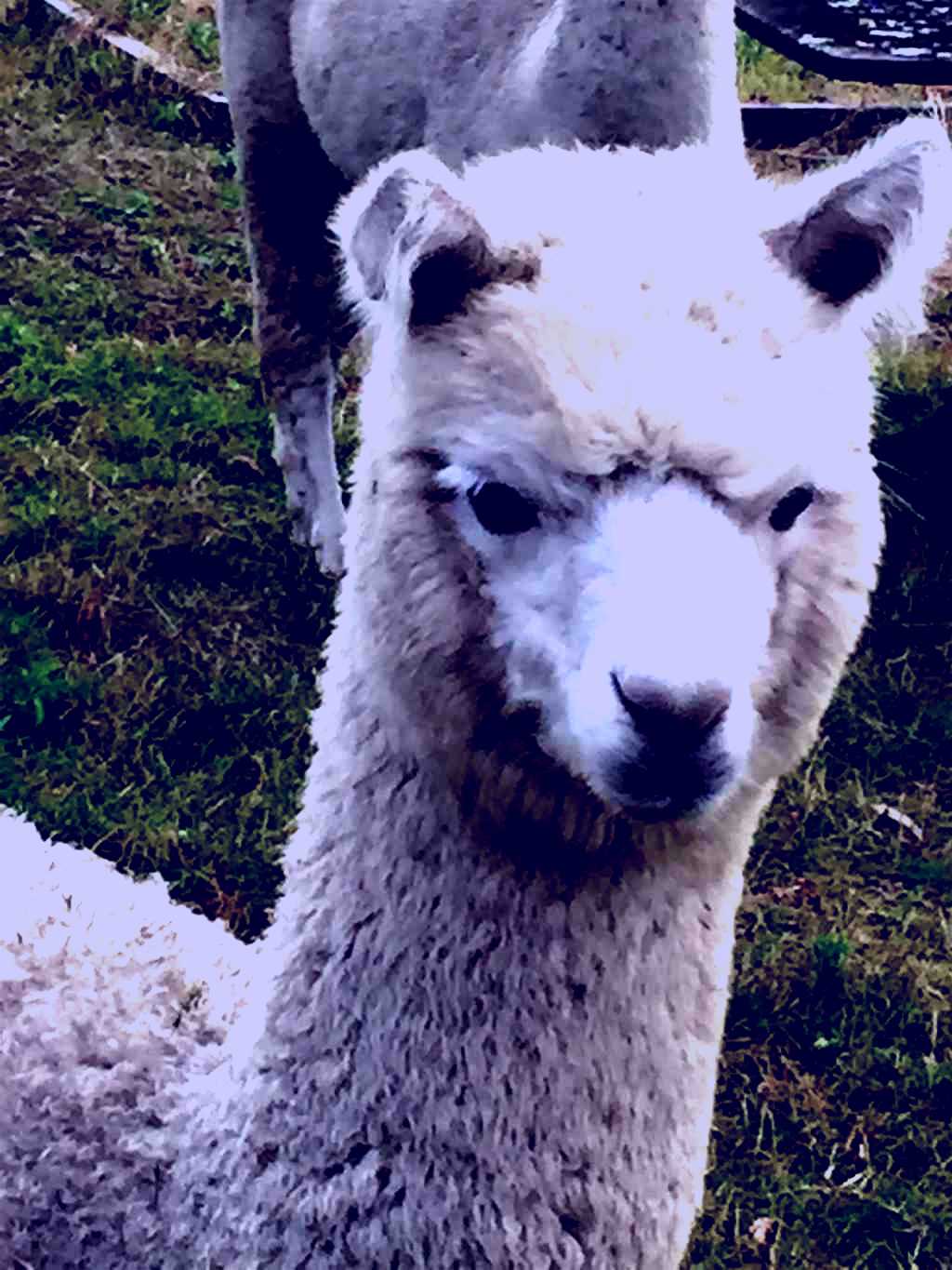 SubjectCoach | Storybook Alpacas