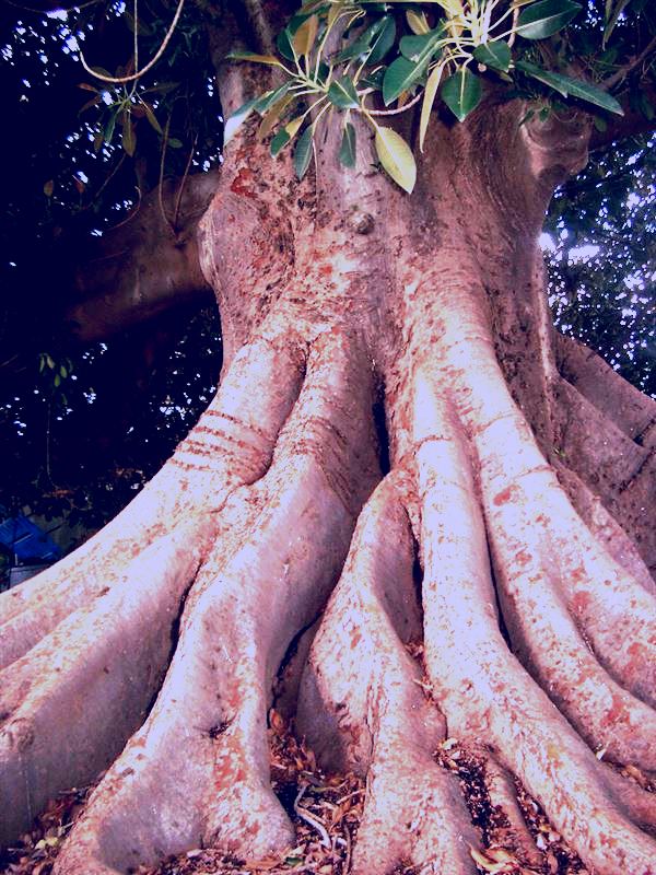 SubjectCoach | The Big Fig Tree