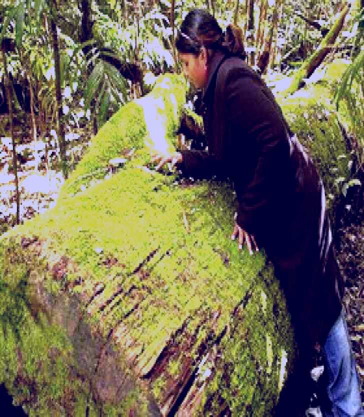 SubjectCoach | Washpool National Park - Washpool Walk