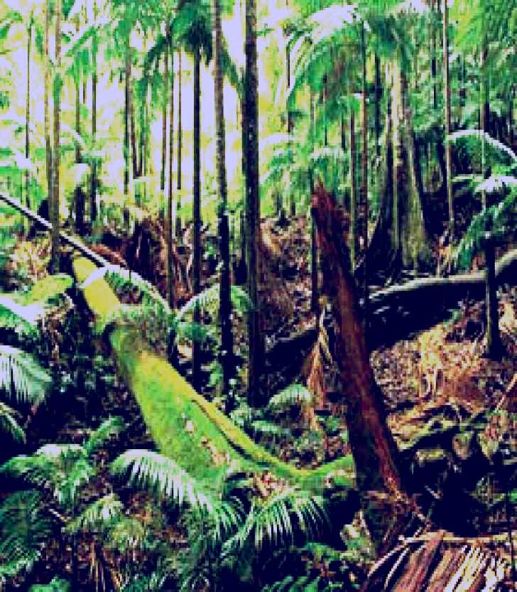 SubjectCoach | Wollumbin-Mount Warning National Park