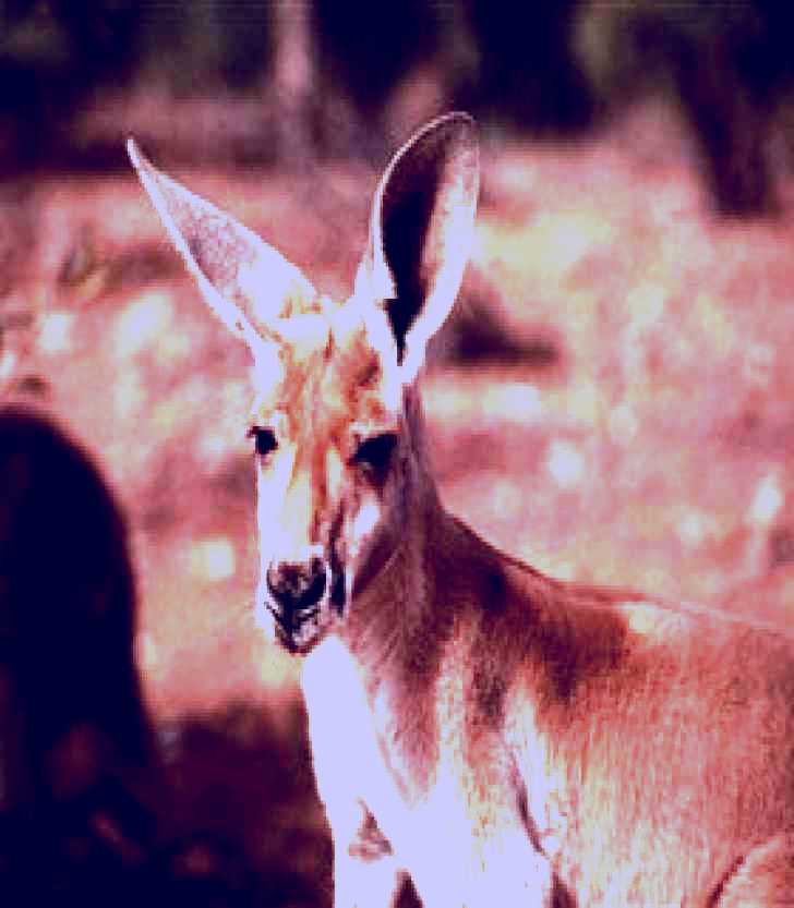 SubjectCoach | Connells Lagoon Conservation Reserve