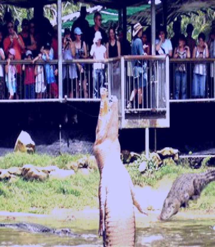 SubjectCoach | Crocodylus Park