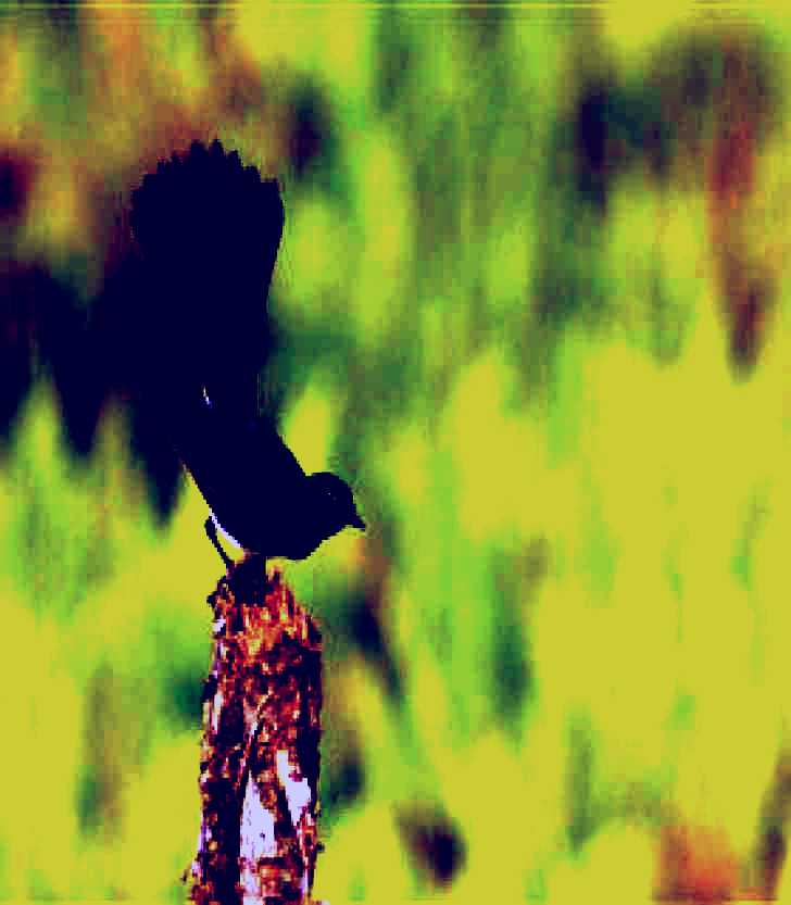 SubjectCoach | Holmes Jungle Nature Park