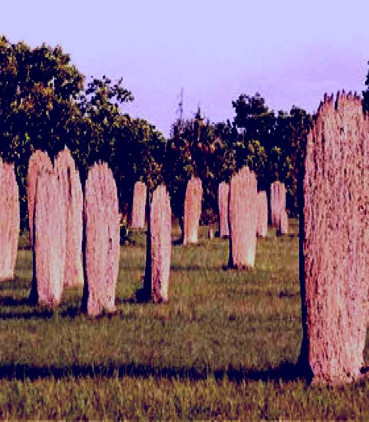 SubjectCoach | Magnetic Termite Mounds