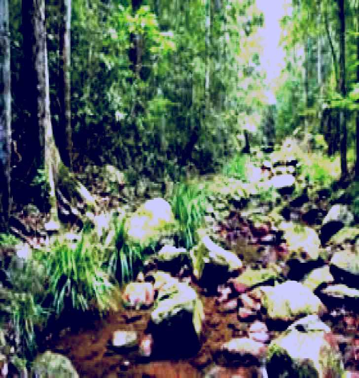 SubjectCoach | Amamoor State Forest