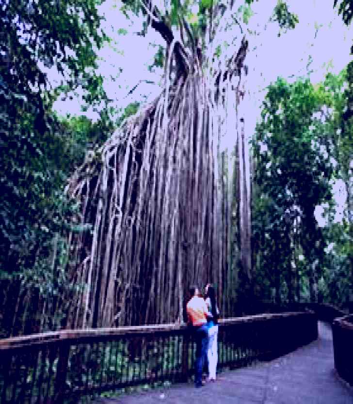 SubjectCoach | Curtain Fig Tree