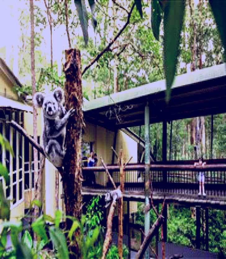 SubjectCoach | Daisy Hill Koala Centre