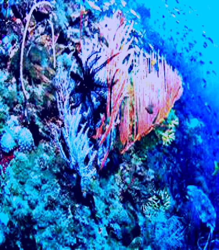 SubjectCoach | SS Yongala Dive Site