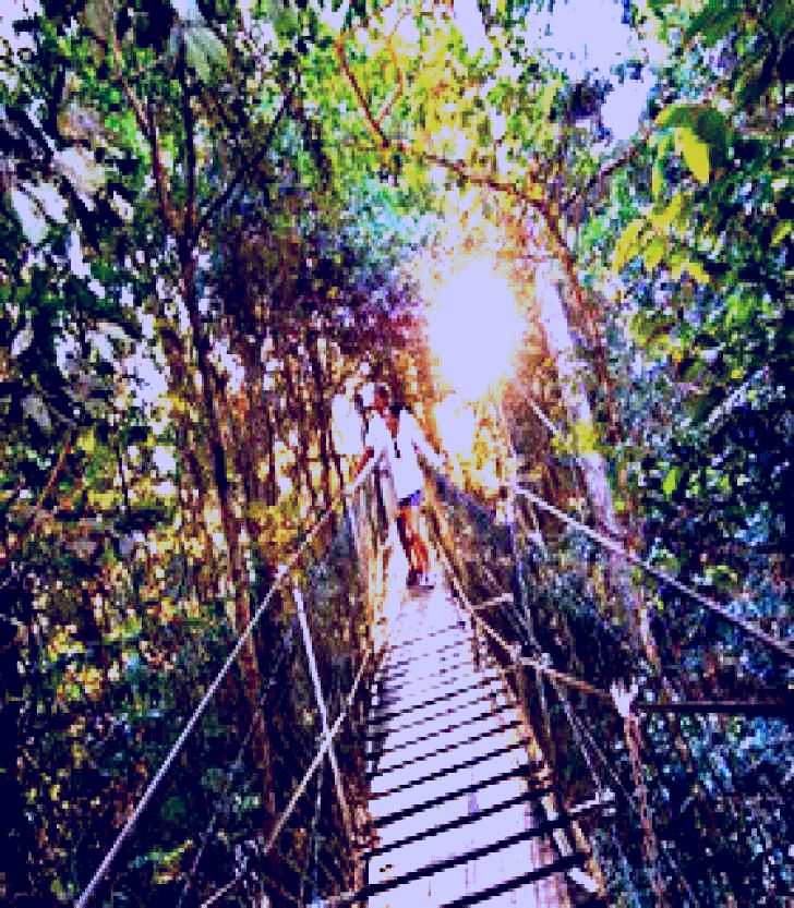 SubjectCoach | Tree Top Walkway
