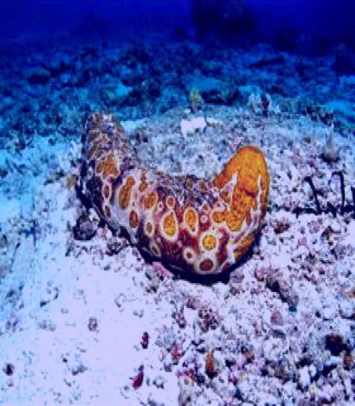 SubjectCoach | Two Towers Dive Site