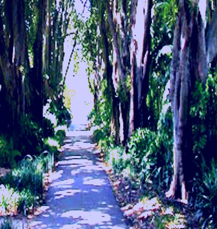 SubjectCoach | Adelaide Botanic Garden