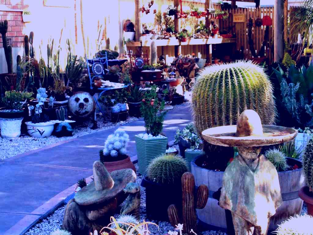SubjectCoach | Cactus Creations