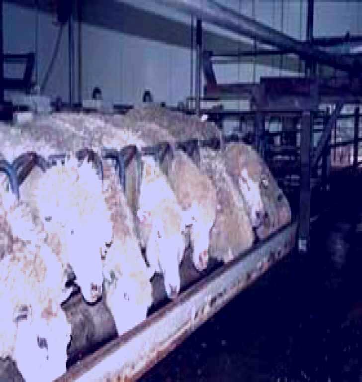 SubjectCoach | Island Pure Sheep Dairy And Cheese Factory