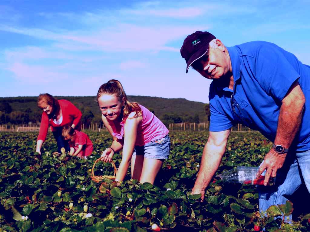 SubjectCoach | Mount Compass and District Produce and Tourist Trail
