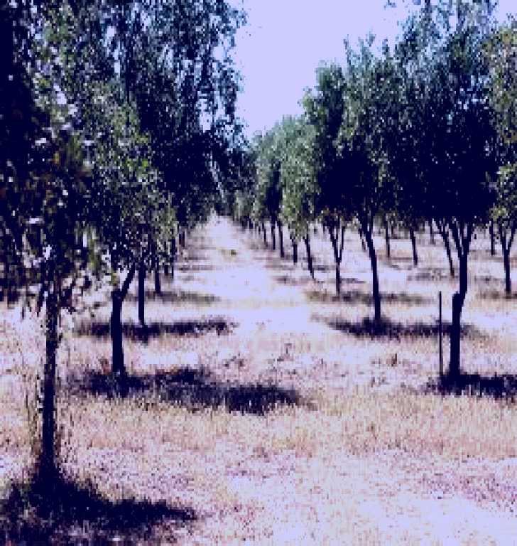 SubjectCoach | Talinga Grove Olive Oils