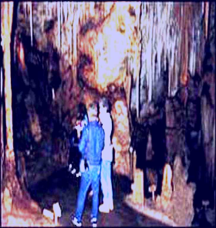 SubjectCoach | Tantanoola Caves Conservation Park